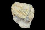Fossil Calymene Trilobite Nodule - Morocco #100019-1